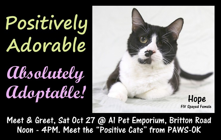 Hope is one of the 6 "positively adoptable" cats who will be meeting potential new families at this event.