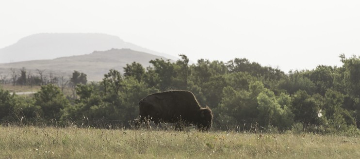 A lone bison grazes in the early morning summer hours at Wichita Mountains Wildlife Refuge.
