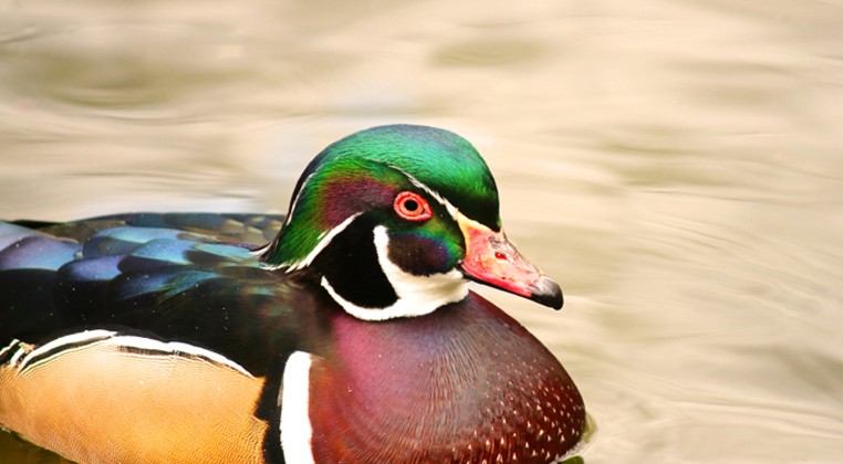 Ducks Unlimited help agencies conserve waterfowl habitat, plan fundraiser