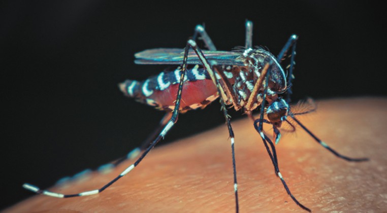 Aedes aegypti (bigstock.com)