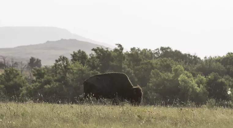 Image: Bison: Ancient. Massive. Wild.