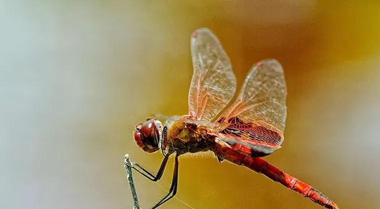 Image: Designed by Nature, photographs by Sarah Rodefeld