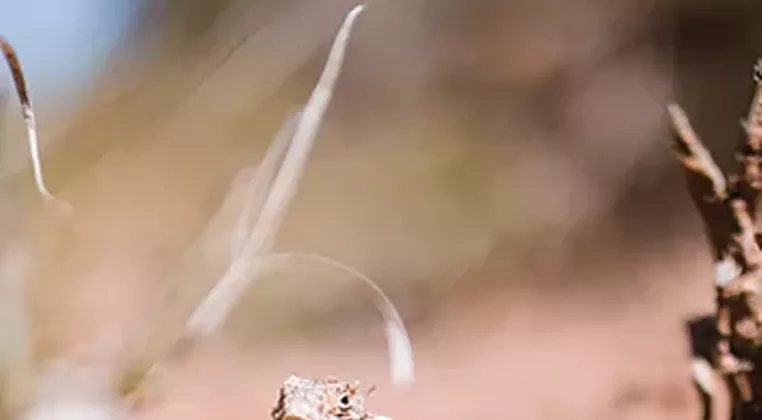 Image: Where Did the Horny Toad Go?
