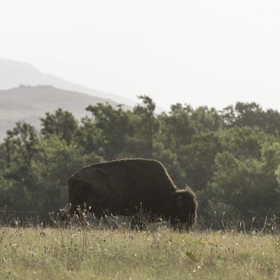 A lone bison grazes in the early morning summer hours at Wichita Mountains Wildlife Refuge.