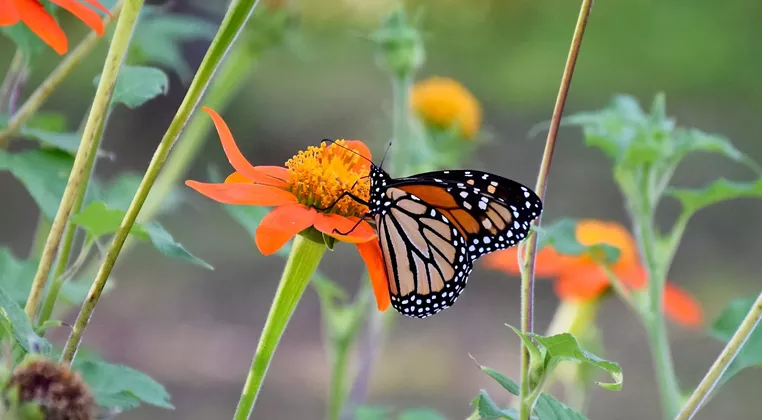 Image: 4th Annual Monarch Festival