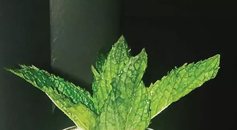 Image: ALCOHOLMANAC Gazedibles: All seasons