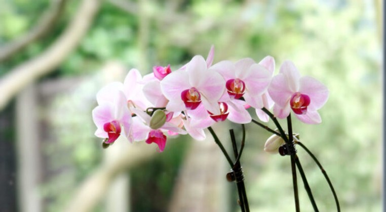 All About Orchids