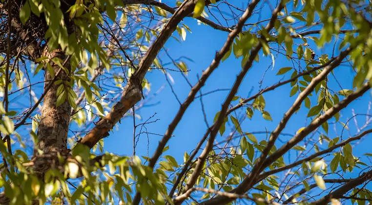 Image: Bird Walk for Beginners