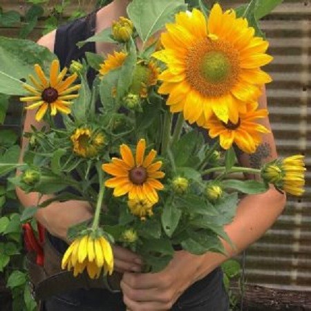 megan-sunflowers-300x300.jpg