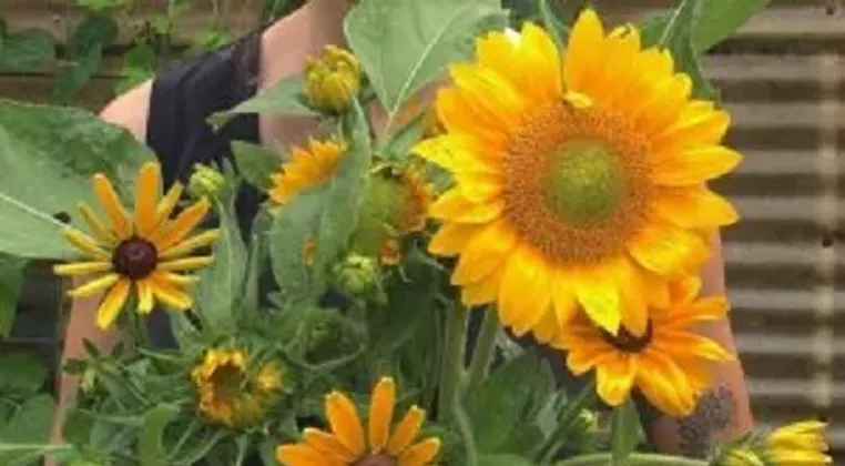 Image: Grow a Bouquet Garden