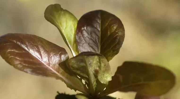 Image: How to Grow a Vegetable Garden Even If You&rsquo;ve Never Planted a Seed in Your Life