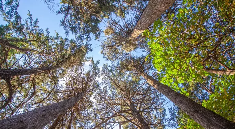 Image: Nature Walk: Native Trees