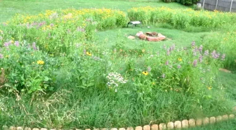 Image: Planting the Path for Monarchs