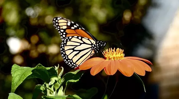 Image: Planting the Path for Pollinators