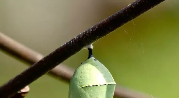 Image: Raising Butterflies