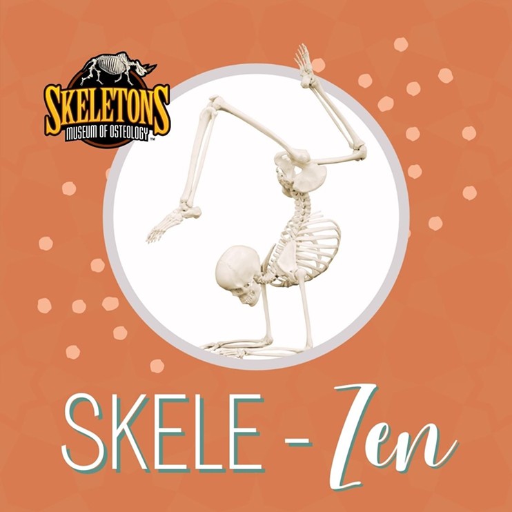 Skele-Zen is an ALL LEVELS yoga class at the Museum of Osteology!