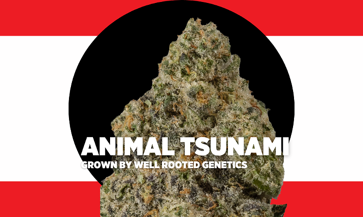 Animal Tsunami by Well Rooted Genetics