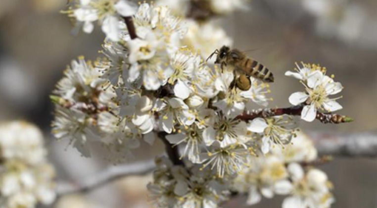 Trees for Bees