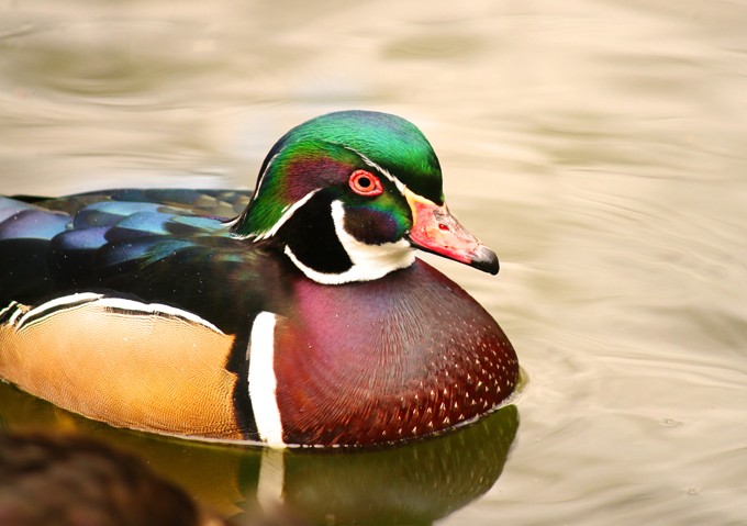 Ducks Unlimited help agencies conserve waterfowl habitat, plan fundraiser