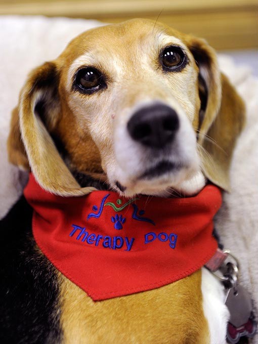 Therapy dogs on the rise