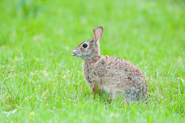 OKC Zoo and Nature Conservancy create research partnership