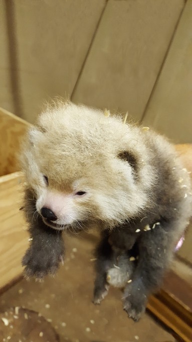 Oklahoma City Zoo welcomes new red panda cub