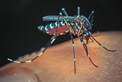 Aedes aegypti (bigstock.com)